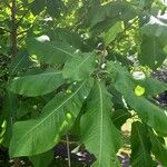 Magnolia macrophylla Leaf