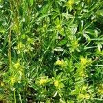 Alchemilla alpina عادت داشتن