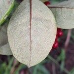 Psorospermum febrifugum Blatt