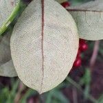 Psorospermum febrifugum Blad