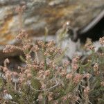 Erica galioides Flor