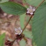 Melochia nodiflora Flor