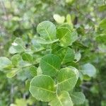 Crossopetalum rhacoma Hostoa