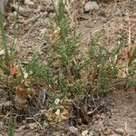 Astragalus johannis-howellii Elinympäristö