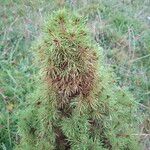 Picea laxa Folha