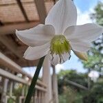 Eucharis amazonica Blüte