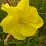 Oenothera glaziovianaFlower