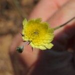 Tolpis umbellata Flower