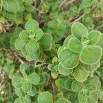 Coleus hadiensis Leaf