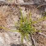 Cyperus polystachyos 花