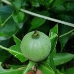 Alibertia edulis Fruit