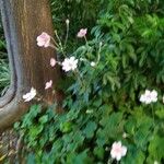 Anemone x hybrida 花