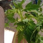 Solanum lycopersicum Лист
