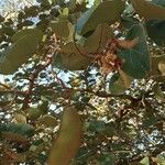 Piliostigma thonningii Fruit