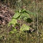 Paulownia tomentosaList