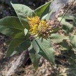 Wyethia sagittata Kvet