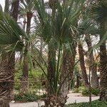 Sabal rosei Habitatea