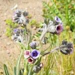 Cynoglossum creticum Flower