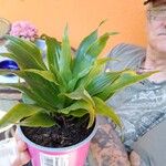 Dracaena fragransList