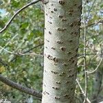 Populus × canescens Bark