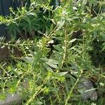 Baccharis dracunculifolia Frunză
