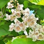 Catalpa ovata പുഷ്പം