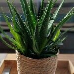 Aloe humilis Hoja