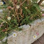 Erigeron karvinskianusКвітка