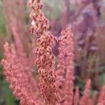 Rumex bucephalophorus Blüte