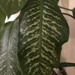 Dieffenbachia seguine叶