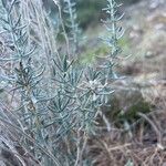 Teucrium dunense Blüte