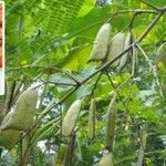 Biancaea sappan Fruit