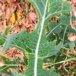 Lactuca serriola Leaf