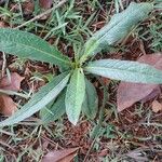 Elephantopus mollis Leaf