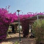 BougainvilleaFlor