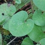 Petasites pyrenaicus Blatt