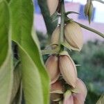 Clitoria fairchildiana Bloem