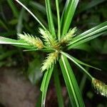 Cyperus laxus Yaprak