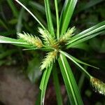 Cyperus laxus Folla