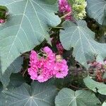 Dombeya burgessiae Цвят