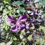 Clematis viticellaFlower