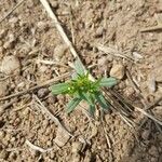 Helianthemum ledifolium Leaf