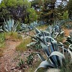 Agave americanaLeaf