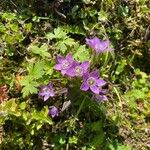 Gentianella aspera Kukka