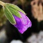 Geranium pyrenaicum Λουλούδι
