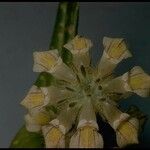 Collinsia tinctoria Blüte