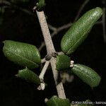 Ceanothus crassifolius Плод