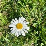 Leucanthemum ircutianum花