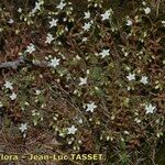 Sedum monregalense Vivejo