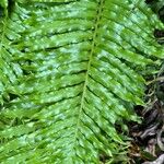 Blechnum gibbum Leaf